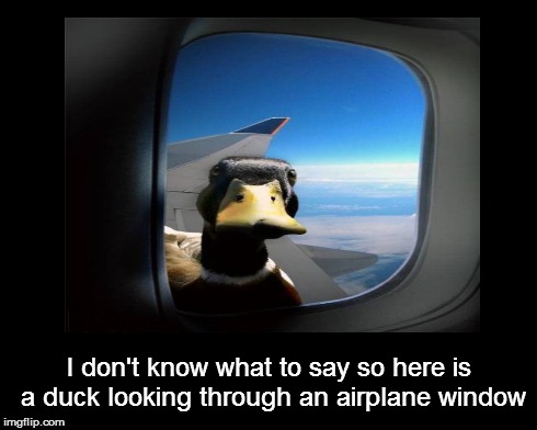 Lost for words | I don't know what to say so here is a duck looking through an airplane window | image tagged in duck,airplane,windows,funny | made w/ Imgflip meme maker