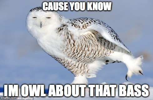 CAUSE YOU KNOW IM OWL ABOUT THAT BASS | image tagged in owls | made w/ Imgflip meme maker