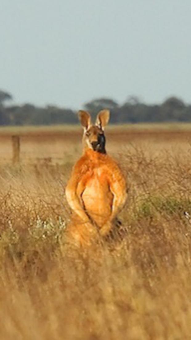 High Quality Flexing kangaroo Blank Meme Template