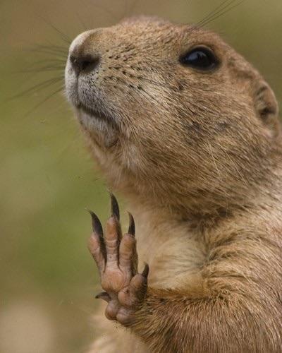 High Quality Bitch, I'm a marmot, not a squirrel Blank Meme Template
