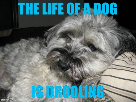 THE LIFE OF A DOG IS DROOLING | image tagged in toby | made w/ Imgflip meme maker