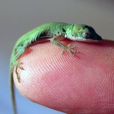 Lizard Blank Meme Template