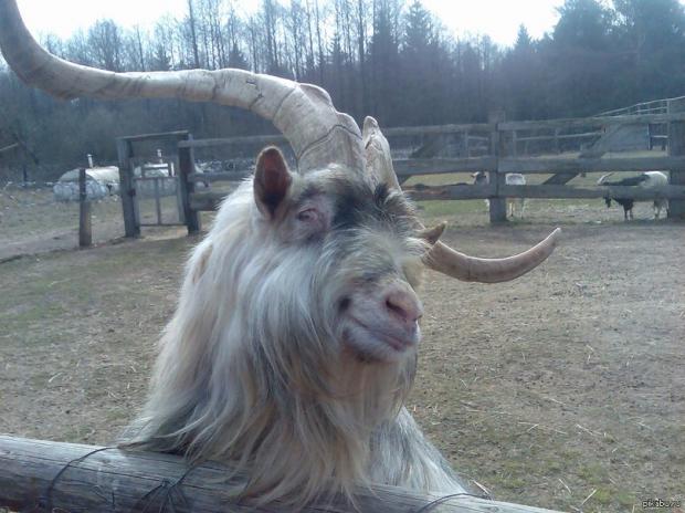 Sacrificial goat | GLong haired goat with long curly horns s… | Flickr