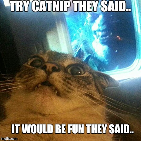 Miss Meow Meow | TRY CATNIP THEY SAID.. IT WOULD BE FUN THEY SAID.. | image tagged in funny cat,cats | made w/ Imgflip meme maker