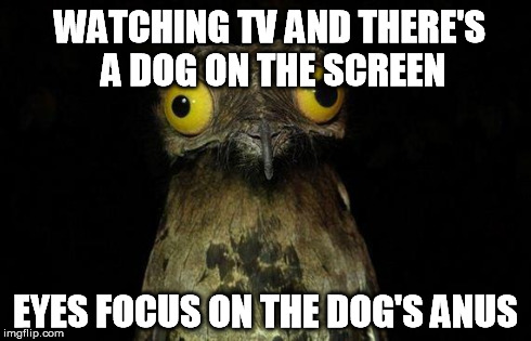 Weird Stuff I Do Potoo | WATCHING TV AND THERE'S A DOG ON THE SCREEN EYES FOCUS ON THE DOG'S ANUS | image tagged in memes,weird stuff i do potoo | made w/ Imgflip meme maker