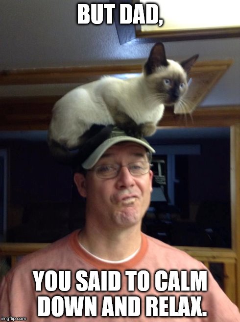 In the mind of a cat | BUT DAD, YOU SAID TO CALM DOWN AND RELAX. | image tagged in cats | made w/ Imgflip meme maker