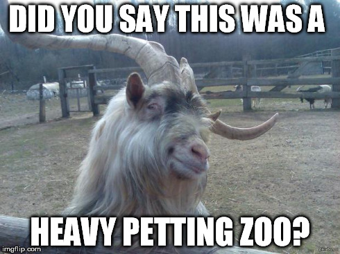 DID YOU SAY THIS WAS A HEAVY PETTING ZOO? | image tagged in photogenicgoat | made w/ Imgflip meme maker