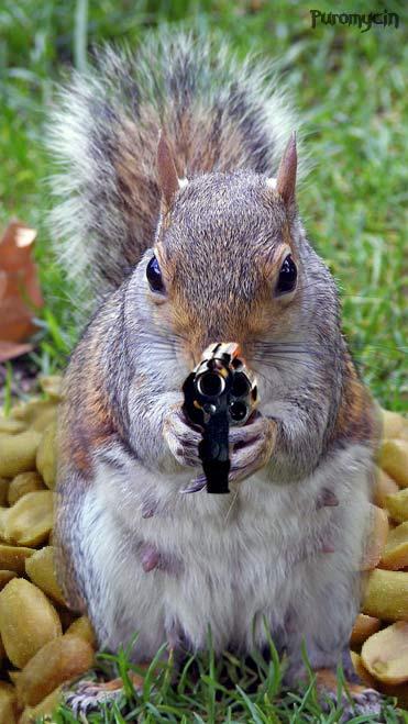 funny squirrels with guns (5) Blank Meme Template