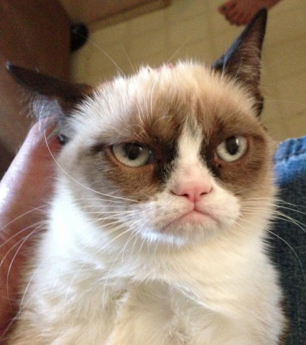 Grumpy Call Center cat Blank Meme Template