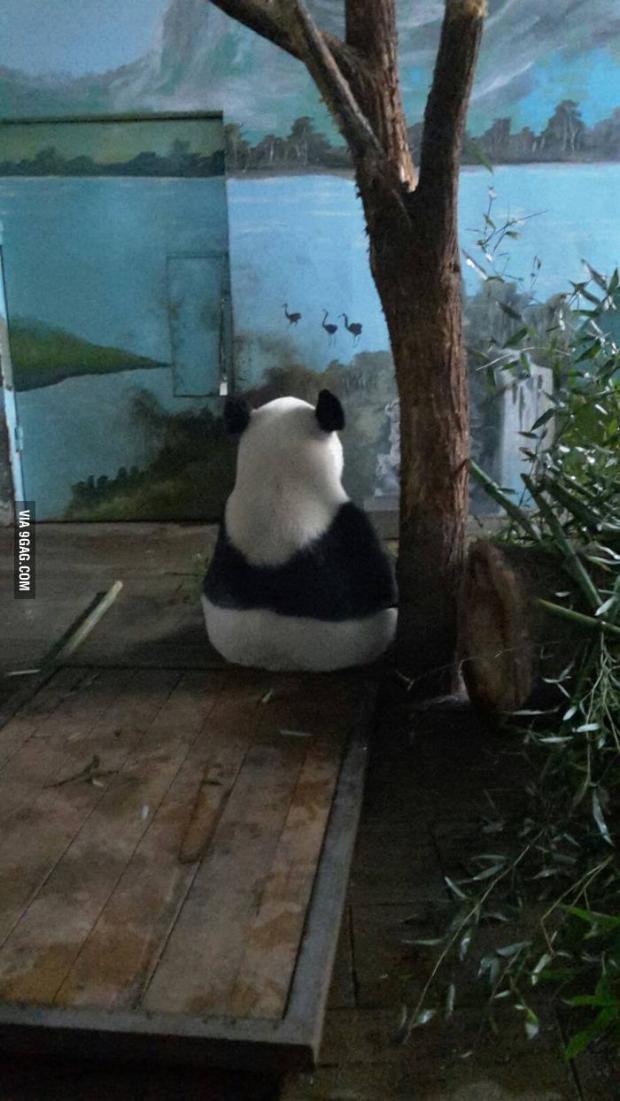 High Quality Antisocial Panda Blank Meme Template