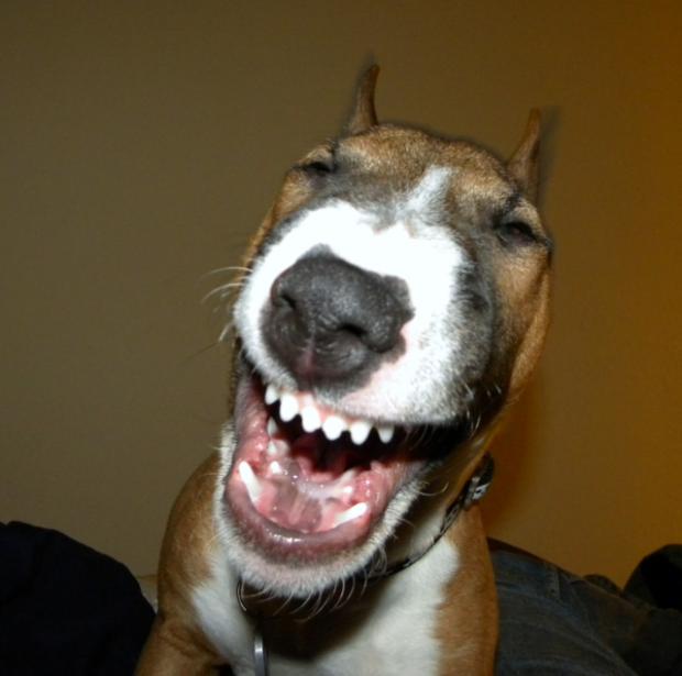 High Quality Laughing Dog Blank Meme Template