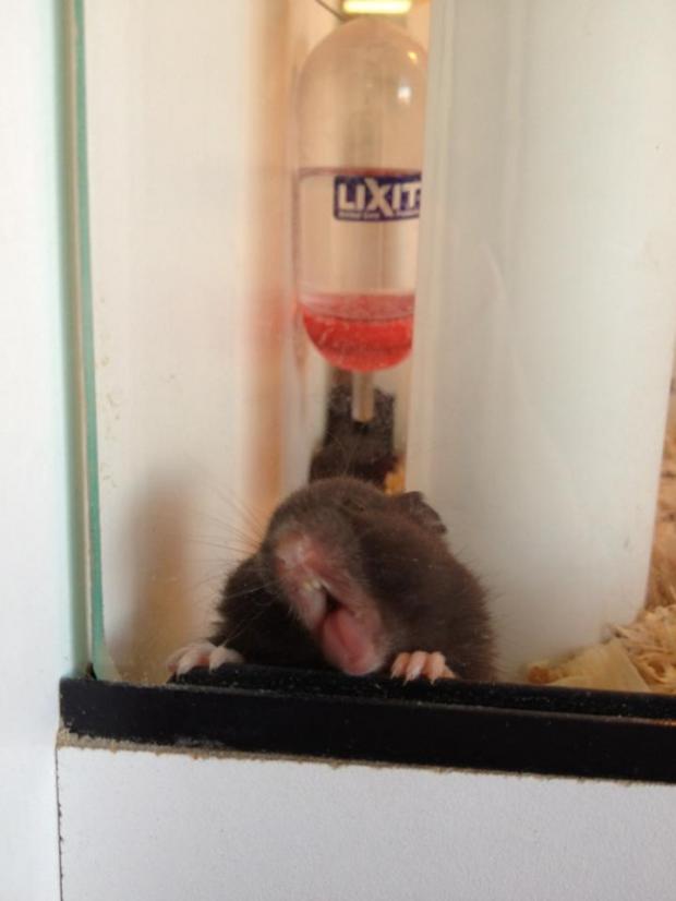 Pet Store Hamster Blank Meme Template