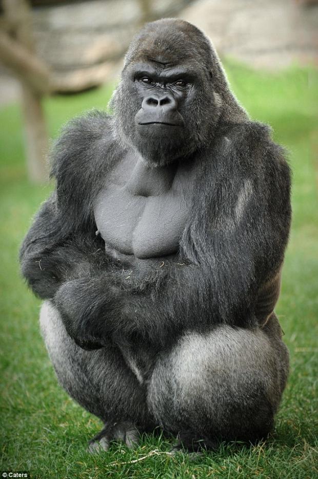 gorilla vegan Blank Meme Template