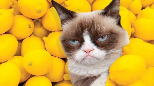 High Quality Grumpy Cat lemons Blank Meme Template