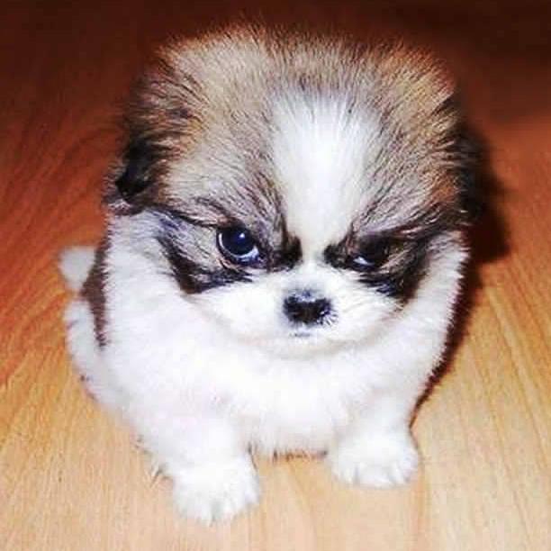 High Quality Angry Puppy Blank Meme Template
