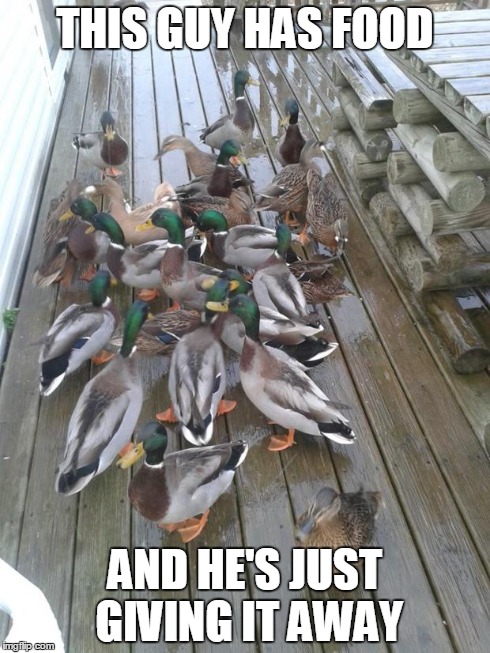 THIS GUY HAS FOOD AND HE'S JUST GIVING IT AWAY | image tagged in a lot of advice mallards | made w/ Imgflip meme maker