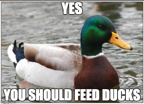 Actual Advice Mallard | YES YOU SHOULD FEED DUCKS | image tagged in memes,actual advice mallard,AdviceAnimals | made w/ Imgflip meme maker