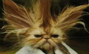 High Quality Bad Hair Day Cat Blank Meme Template