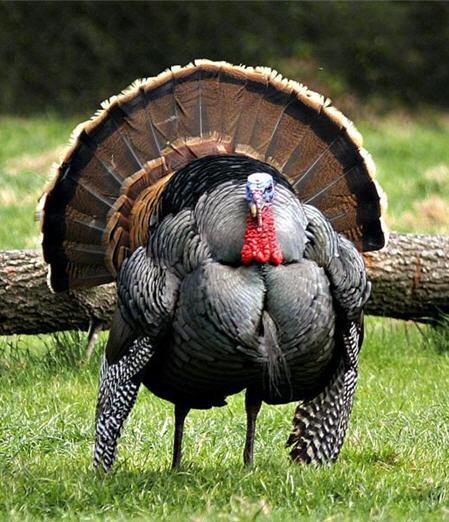 Image result for fat turkey