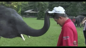 Jason Dufner playfully teased by baby elephant that steals his hat (GIF)