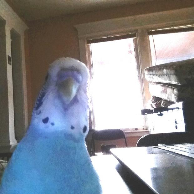 scumbag budgie Blank Meme Template