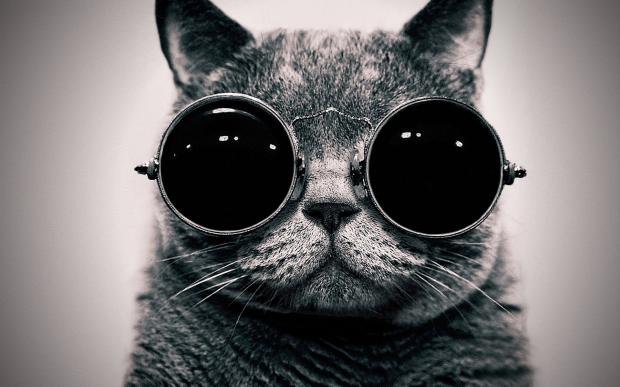 cat sunglasses Blank Meme Template