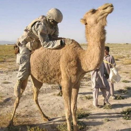 Camel Humper Blank Meme Template