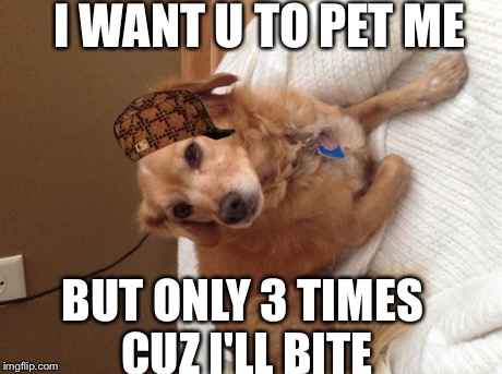I WANT U TO PET ME BUT ONLY 3 TIMES CUZ I'LL BITE | image tagged in doggie,scumbag | made w/ Imgflip meme maker