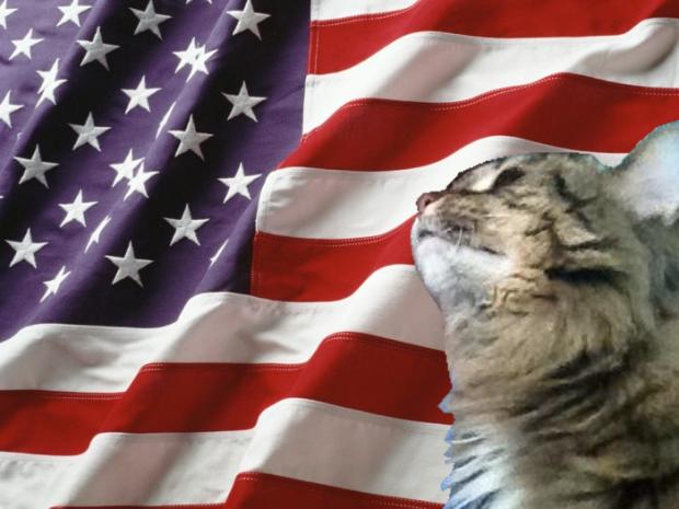 America Cat Blank Meme Template