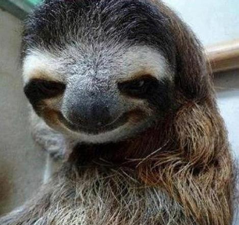 funniest rape sloth memes