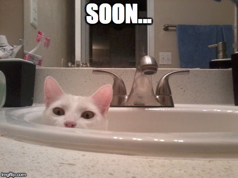 Evil kitty is plotting... | SOON... | image tagged in cats | made w/ Imgflip meme maker