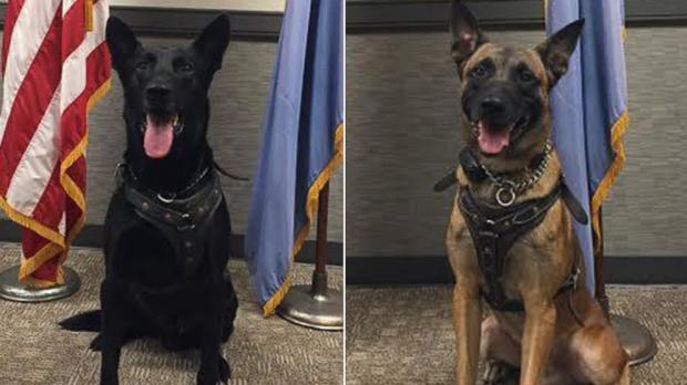 Secret service dogs Blank Meme Template