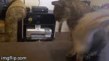 KITTY SURPRISE  | image tagged in gifs,cats,funny | made w/ Imgflip video-to-gif maker