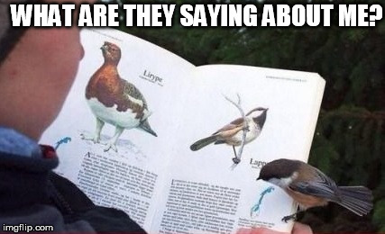 Curious bird | WHAT ARE THEY SAYING ABOUT ME? | image tagged in bird,curious,funny,nature | made w/ Imgflip meme maker