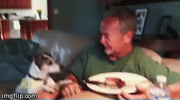 Look | image tagged in gifs,dog,look,funny | made w/ Imgflip video-to-gif maker