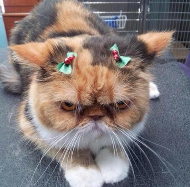 High Quality grumpy Christmas cat Blank Meme Template