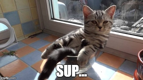 Sup Cat | SUP... | image tagged in memes,wassup,cats,cute | made w/ Imgflip meme maker