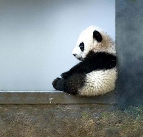 High Quality baby panda Blank Meme Template