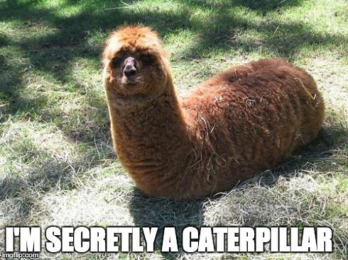 WTF LLAMA | I'M SECRETLY A CATERPILLAR | image tagged in wtf llama | made w/ Imgflip meme maker