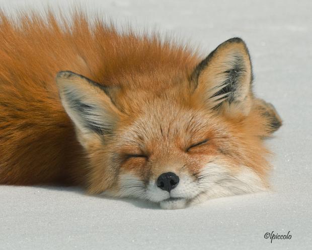 Sleeping fox Blank Meme Template