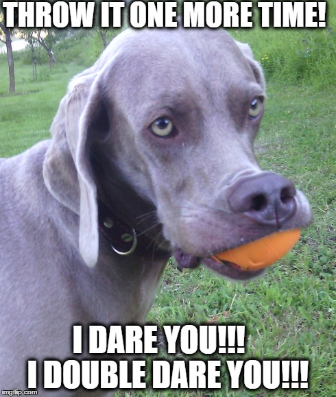 Do I look like a b*tch ???  | THROW IT ONE MORE TIME! I DARE YOU!!!    I DOUBLE DARE YOU!!! | image tagged in dog,samuel l jackson,pulp fiction | made w/ Imgflip meme maker