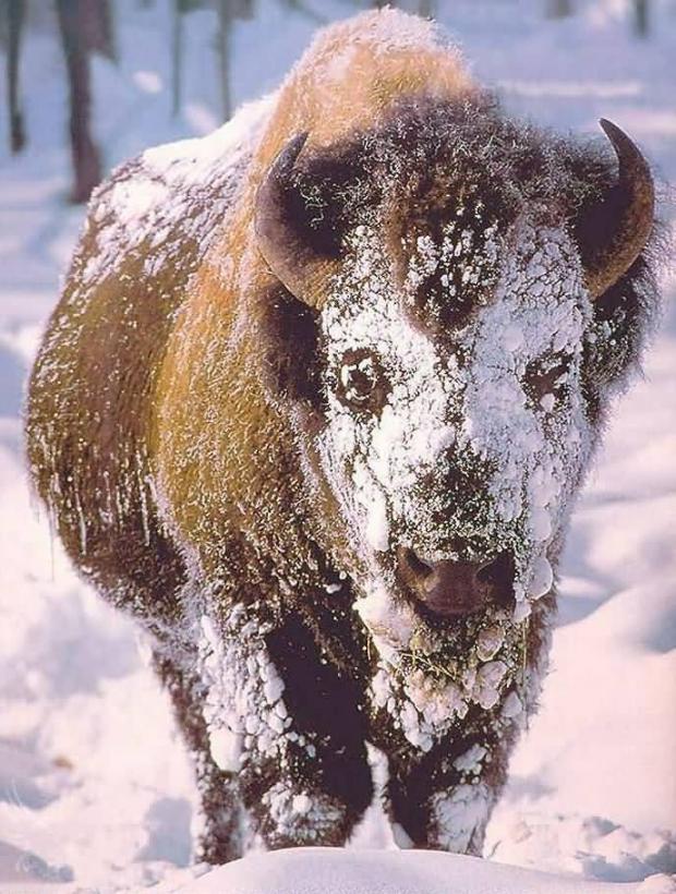 High Quality Snow Buffalo Blank Meme Template