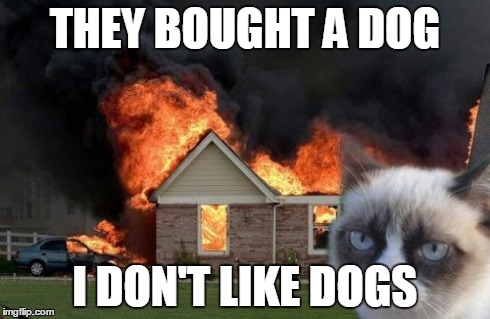 Burn Kitty | THEY BOUGHT A DOG I DON'T LIKE DOGS | image tagged in memes,burn kitty | made w/ Imgflip meme maker