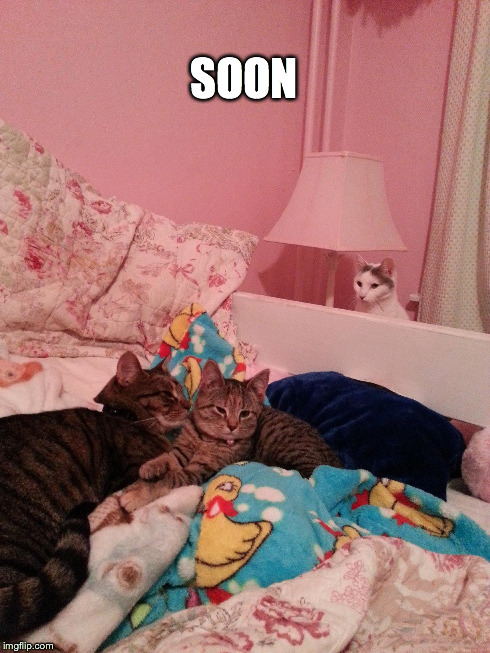Soon cats | SOON | image tagged in soon,cute cats,cats,kitten | made w/ Imgflip meme maker