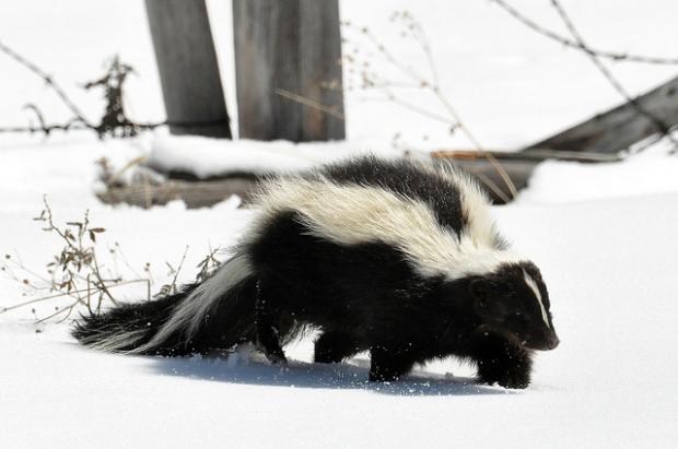 Skunk in Snow Blank Meme Template