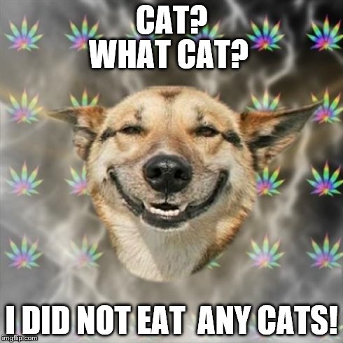 Stoner Dog | CAT? I DID NOT EAT  ANY CATS! WHAT CAT? | image tagged in memes,stoner dog | made w/ Imgflip meme maker