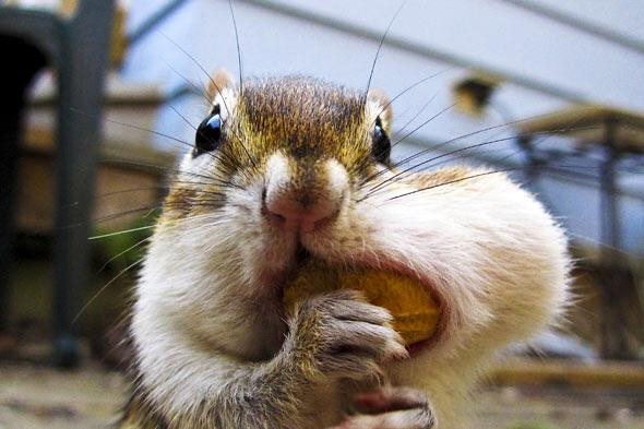 Stuffed Chipmunk Blank Meme Template