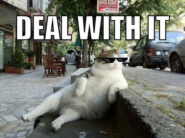 Deal with it cat Blank Meme Template