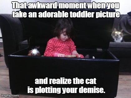 image tagged in funny,cats | made w/ Imgflip meme maker