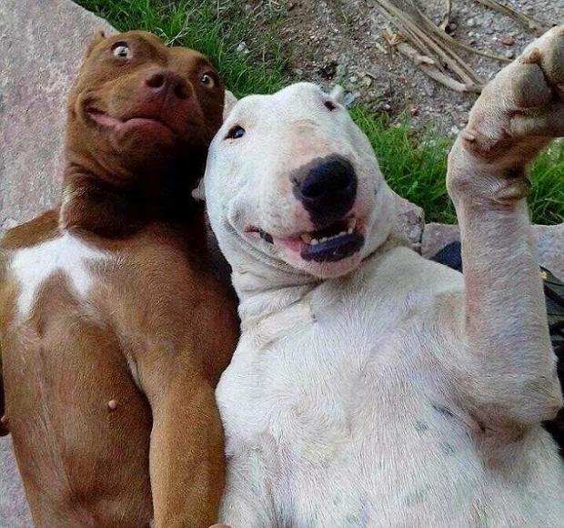 High Quality selfie dogs Blank Meme Template